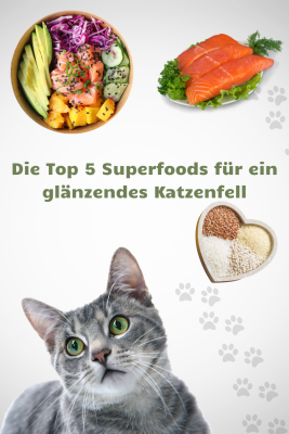 Die beliebtesten Superfoods für ein glänzendes Katzenfell - Katzenfell: Pflege &amp; Superfoods für gesunden Glanz