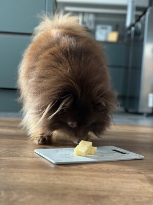 Vom Camembert bis zum Cottage Cheese: Ein Leitfaden zur käsigen Belohnung deines Vierbeiners - Käse für Hunde: Sicherer Genuss oder Risiko?