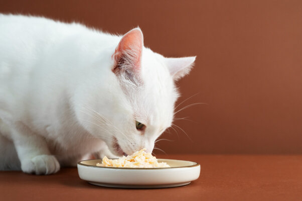 Nassfutter für Katzen: Die schmackhafte und gesunde Wahl für deinen Stubentiger - Nassfutter für Katzen: Vorteile, Tipps &amp; gesunde Ernährung