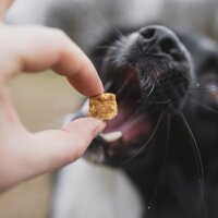 Huhndert Prozent lecker - Leckerli für Hunde aus...